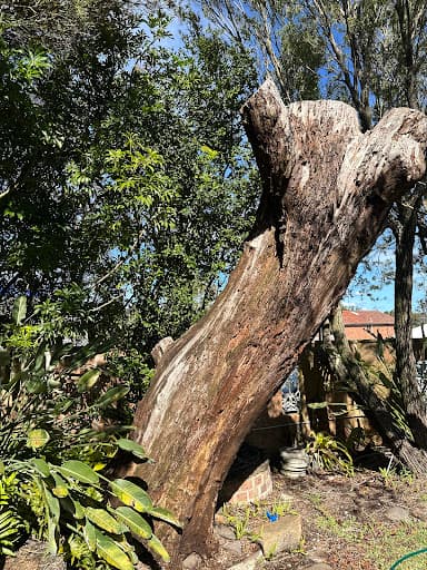 Tree Loppers Sydney-TLS — Customer photo