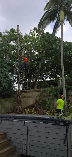 Cheaper Than All The Rest Tree Lopping — Customer photo