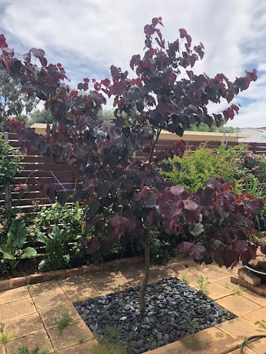 The Adelaide Tree Surgery — Customer photo