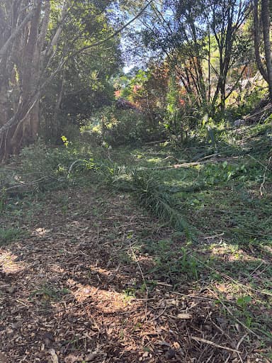 Gold Coast Arborists — Customer photo