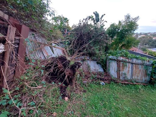 Shane's Trees - Wollongong — Customer photo