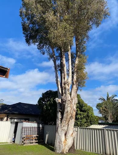 St George Tree Services — Customer photo