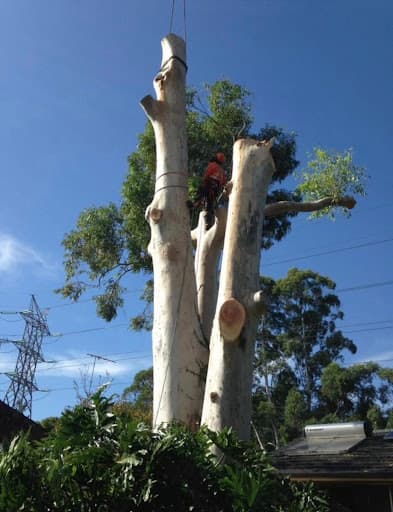 Arbscape Tasmania — Customer photo