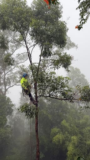 Tom’s Tree Maintenance — Customer photo