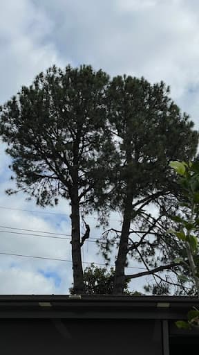 Priority Tree Services — Customer photo