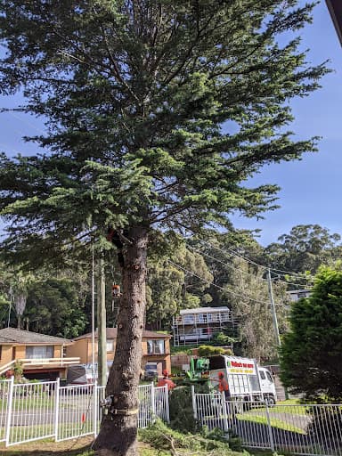 Walton's Tree Care Service — Customer photo