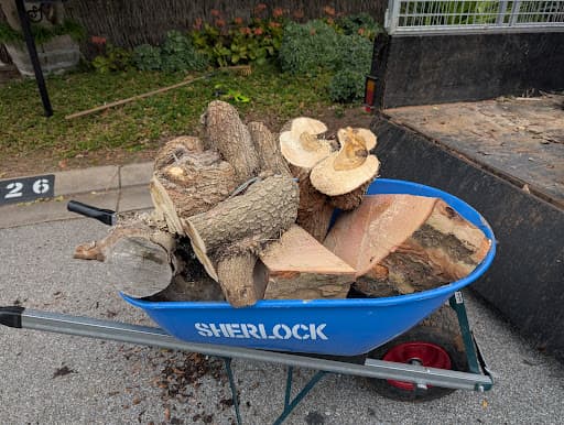 Arborcare Tree Contractors — Customer photo