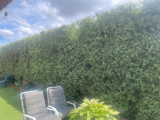 Ocean Road Tree Services — Customer photo