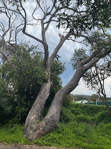 Tasmanian Tree Care — Customer photo