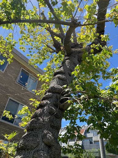Affordable Tree Loppers South East Melbourne — Customer photo