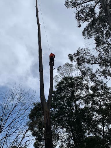 Dan & Rob Tree Specialists — Customer photo