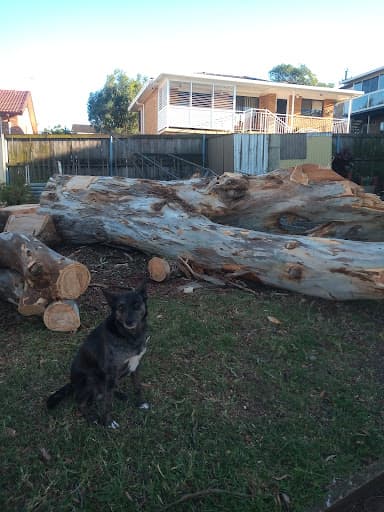 Coal Coast Tree Services Wollongong — Customer photo