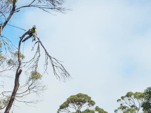 Tasmanian Tree Care — Customer photo