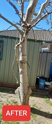 CTL Tree Service & Stump Removal Adelaide — Customer photo
