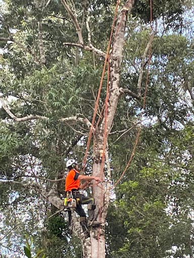 Arborclimb — Customer photo
