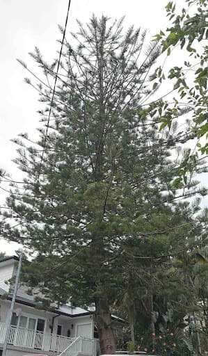 Arbor Co Tree Services — Customer photo
