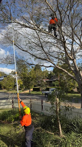 Brisbane Tree Experts — Customer photo