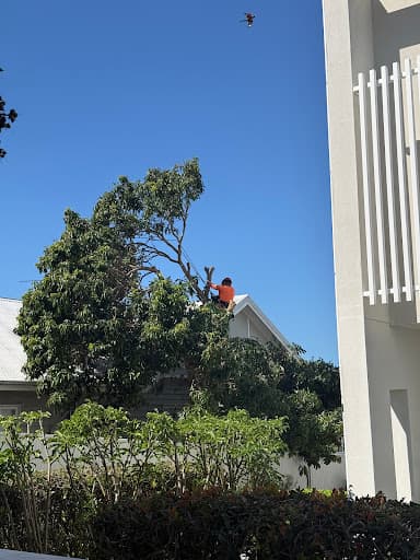 Same Day Trees & Palms Brisbane — Customer photo
