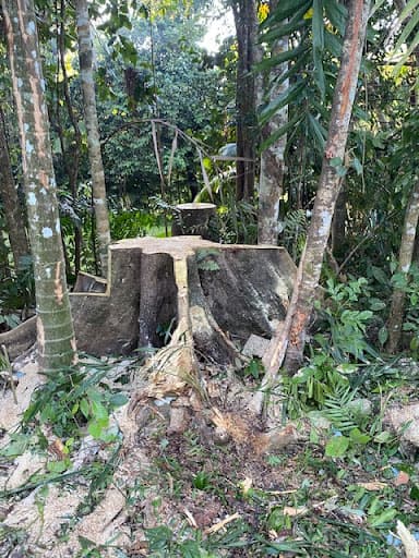 Sustainable Arboriculture Services — Customer photo