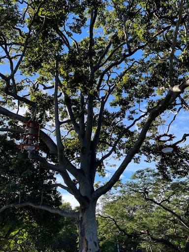 Evergreen Tree Care — Customer photo