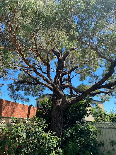 Jim's Trees & Stump Removal — Customer photo