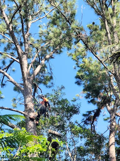 Tree Shepherd FNQ — Customer photo