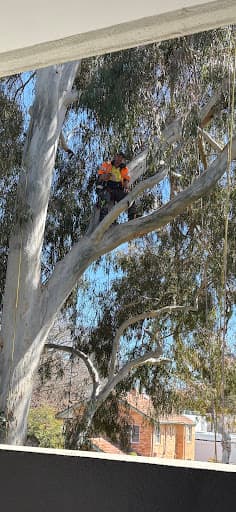 Canopy The Tree Experts | Arborist Canberra — Customer photo