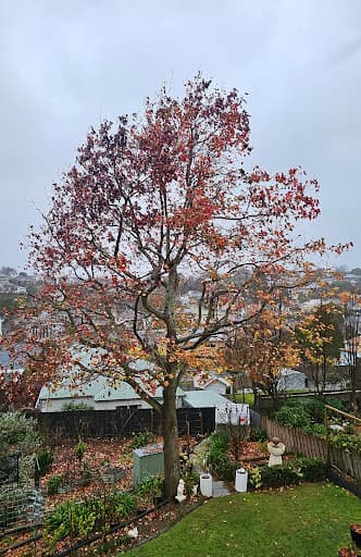 Arbscape Tasmania — Customer photo