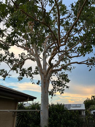 Tree Change NQ — Customer photo