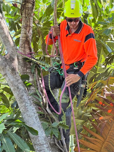 Clean Cut Tree Services — Customer photo