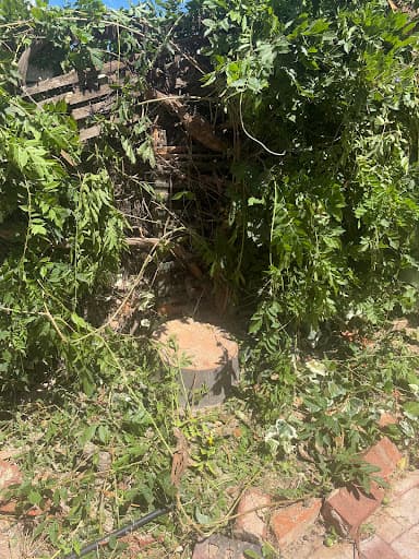 Tree Removal Adelaide — Customer photo