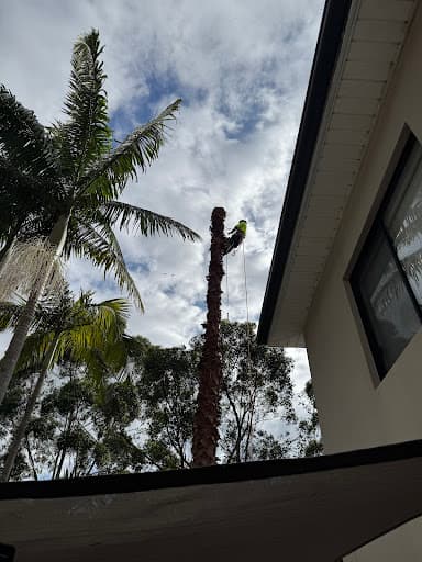 AA Tree Services Sydney — Customer photo