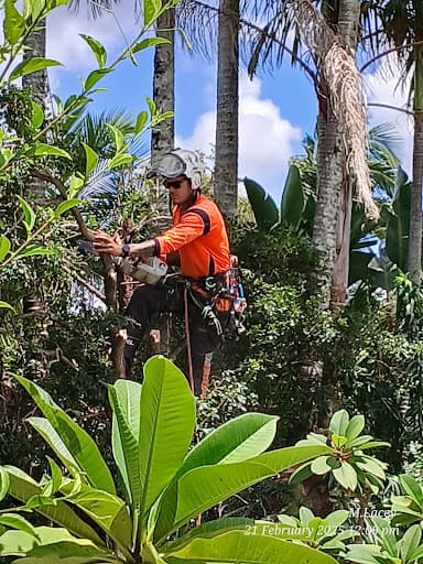 Clean Cut Tree Services — Customer photo
