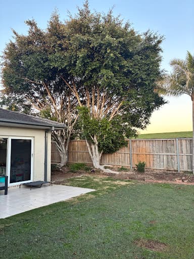 Aus Arbor Tree Services Sydney — Customer photo