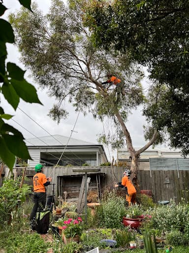 The Higher Climber Tree Services — Customer photo