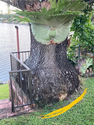 Frontier Tree Services — Customer photo
