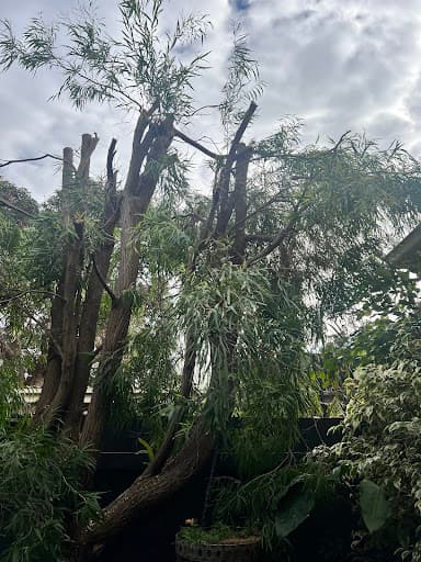 Jim's Trees & Stump Removal — Customer photo