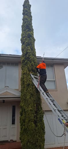 Brothers Tree Service Melbourne — Customer photo