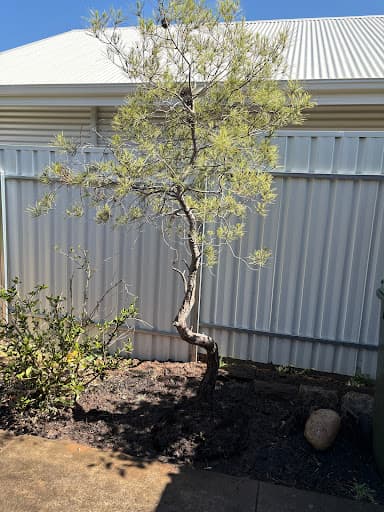 CTL Tree Service & Stump Removal Adelaide — Customer photo