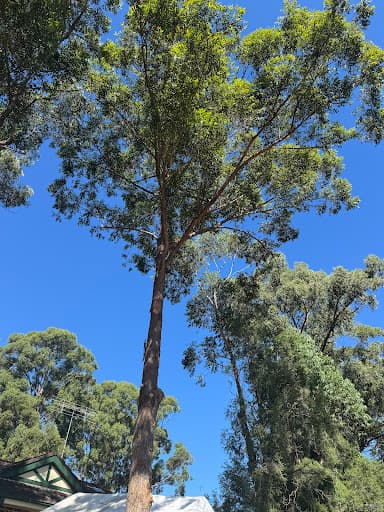 Sydney tree services — Customer photo