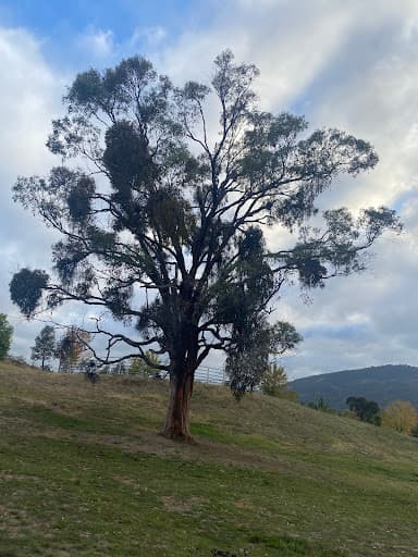 TreeWorks Canberra — Customer photo