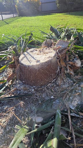 Affordable Stump & Grind — Customer photo