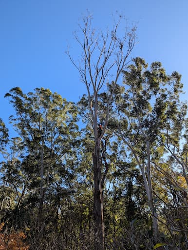 Priority Tree Services — Customer photo