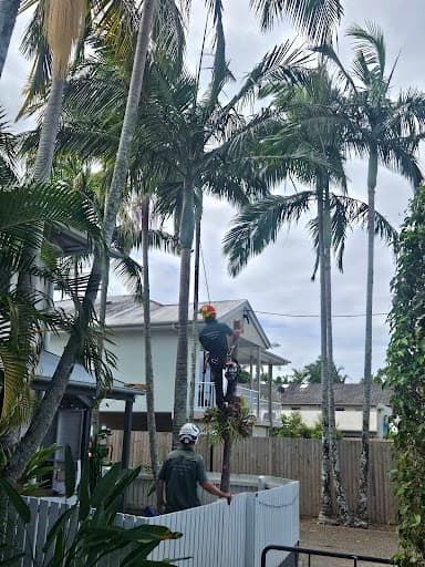 Woodys Tree & Stump Removal — Customer photo