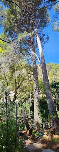Jack of All Trees — Customer photo