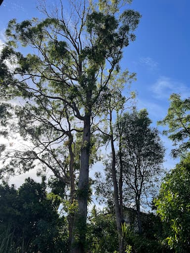 Shane's Trees — Customer photo