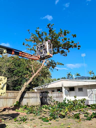 Tree Arrangements — Customer photo