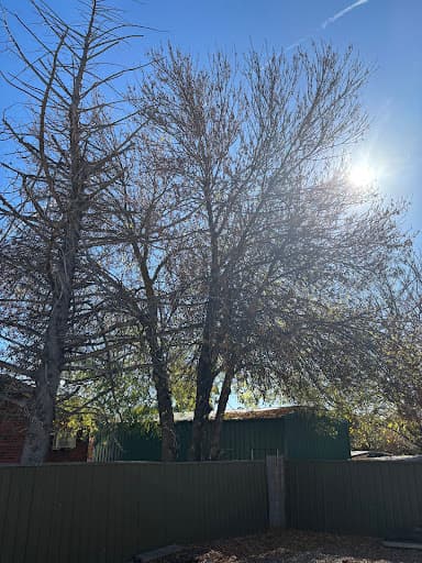 Final Cut Tree Solutions — Customer photo