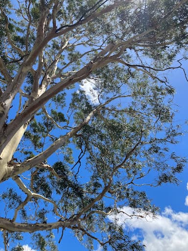 Southern Tree Care — Customer photo