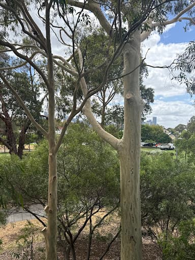 ArborCraft Tree Services — Customer photo
